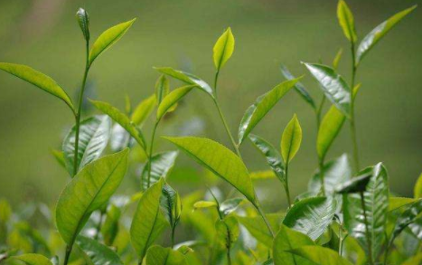 茶叶颜色