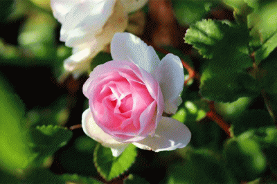 标准光源箱评定月季花颜色的品质