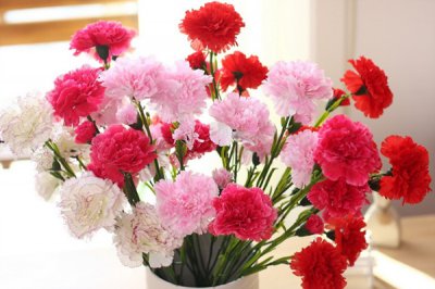 标准光源箱评定康乃馨的颜色